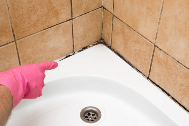 Certified Mold Removal in Palmer Heights, PA
